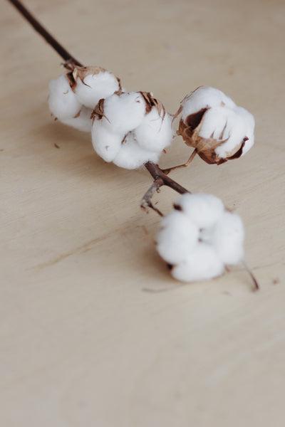 THE BENEFITS OF USING ORGANIC COTTON IN THE TEXTILE INDUSTRY
