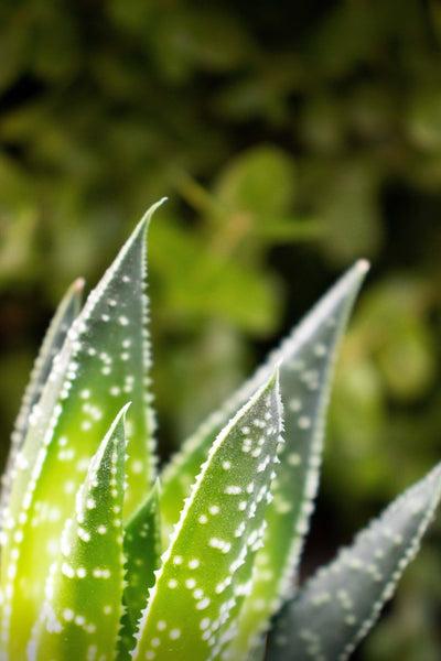 THE WONDER WORKING PLANT: BEAUTY AND HEALTH BENEFITS OF THE ALOE VERA PLANT
